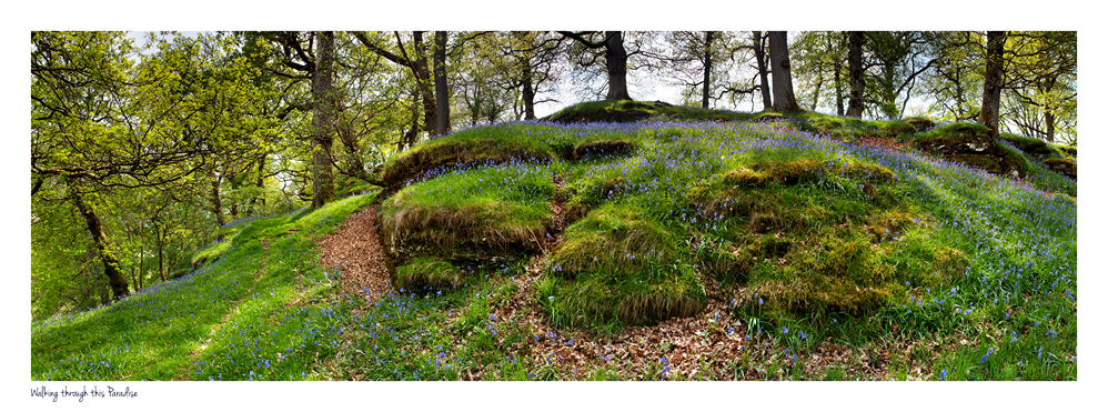 images from wales - Ian Nicholson Photography - Builth Wells
